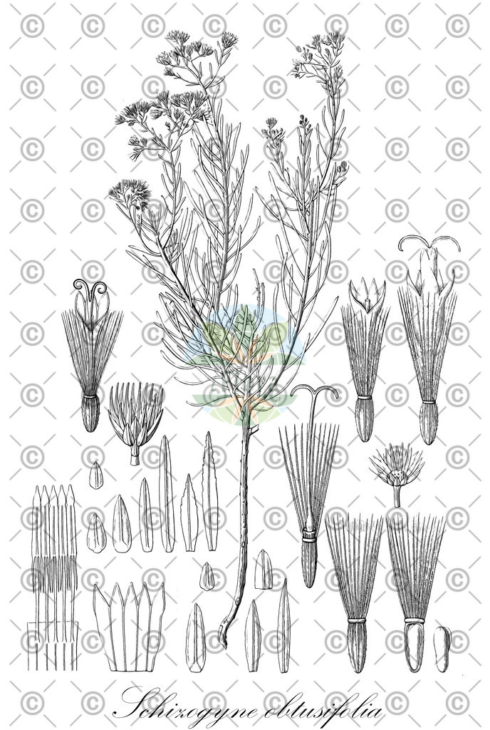 HistAbb_wfo-0000186738_1_ENZY_Simple | Historische Abbildung von Schizogyne obtusifolia - Asteraceae | Historical Illustration of Schizogyne obtusifolia - Asteraceae