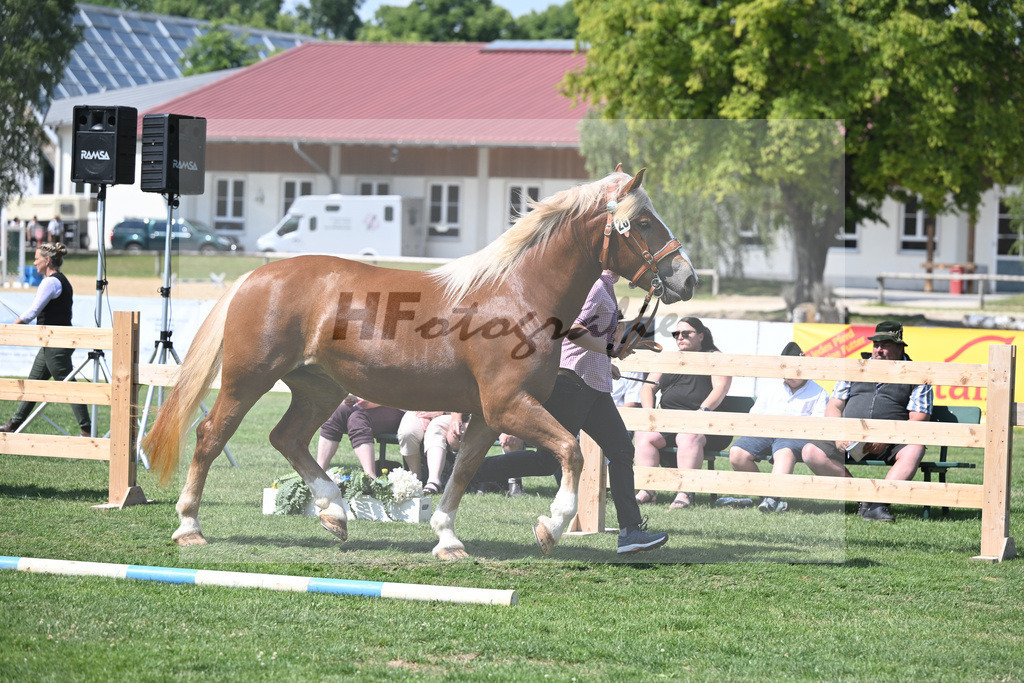 Kat-Nr. 26 Coco_Lichtenegger_20230413 | hf-fotografie - Realisiert mit Pictrs.com