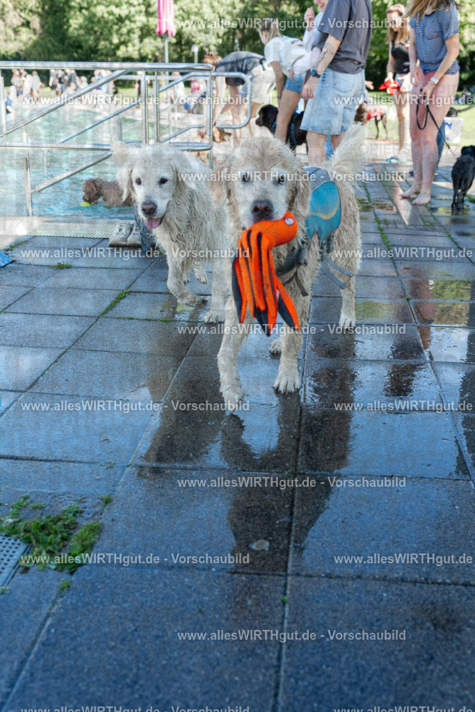Hundeschwimmen_Volksbad_2026-allesWIRTHgut_Tierfotografie-2609061301-121135-7R500407 | Professionelle Tierfotografie in Mönchengladbach von Daniel Wirth (allesWIRTHgut). Liebevolle & natürliche Bilder von Hunden & Katzen für unvergessliche Erinnerungen.
