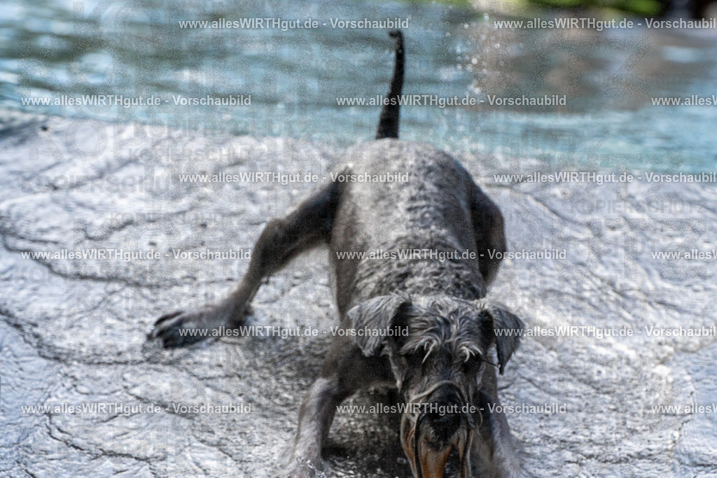 Hundeschwimmen_Volksbad_2026-allesWIRTHgut_Tierfotografie-2609061506-FAY07104 | Professionelle Tierfotografie in Mönchengladbach von Daniel Wirth (allesWIRTHgut). Liebevolle & natürliche Bilder von Hunden & Katzen für unvergessliche Erinnerungen.