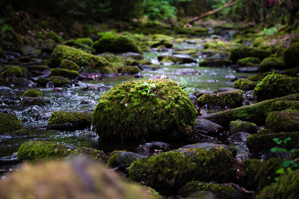 DSCF5680-2 | Tier- & Landschaftsfotografie und Porträtshootings. Entdecke einzigartige Fotokunst als Wandbild, Tasse oder Mauspad – mit Leidenschaft fotografiert - Realisiert mit Pictrs.com