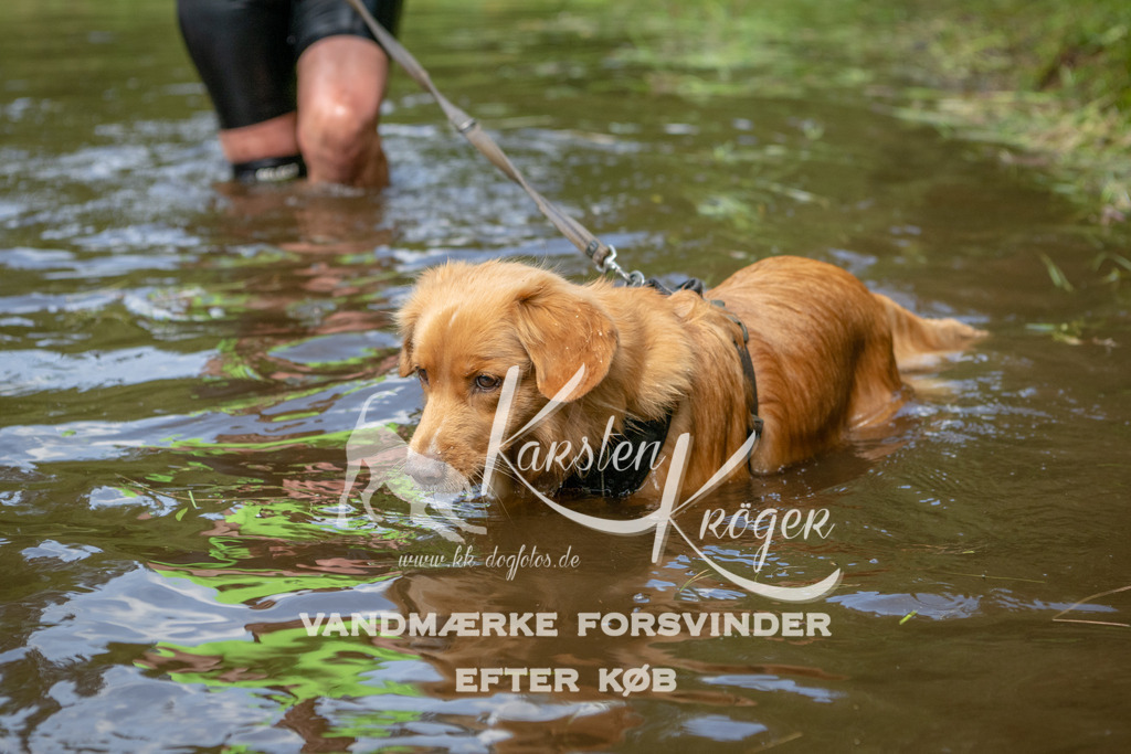 1244DKK993455 | kk-dogfotos