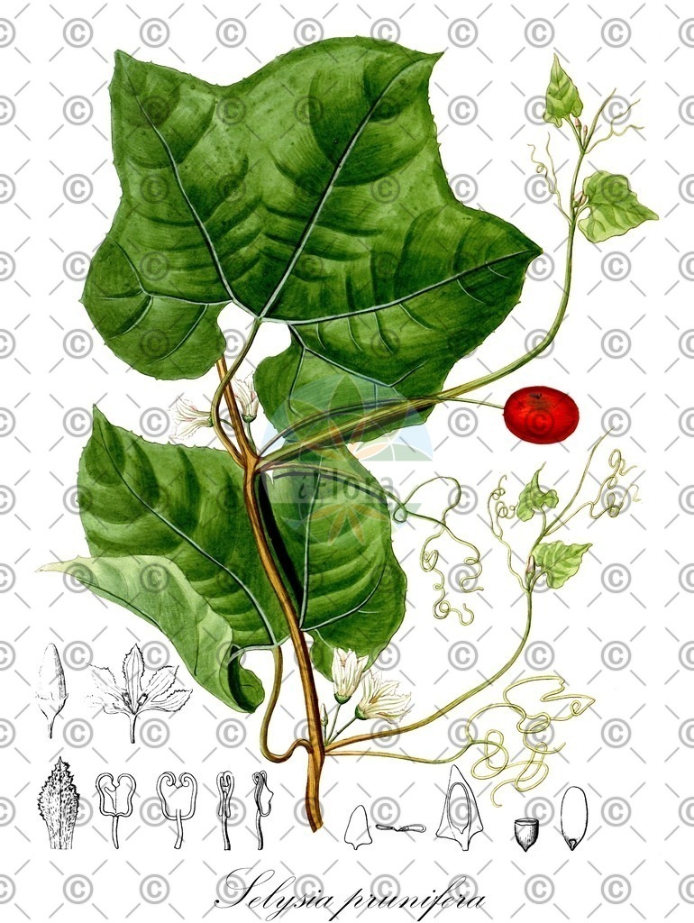 HistAbb_wfo-0000434831_1_ENZY_Simple | Historische Abbildung von Selysia prunifera - Cucurbitaceae | Historical Illustration of Selysia prunifera - Cucurbitaceae
