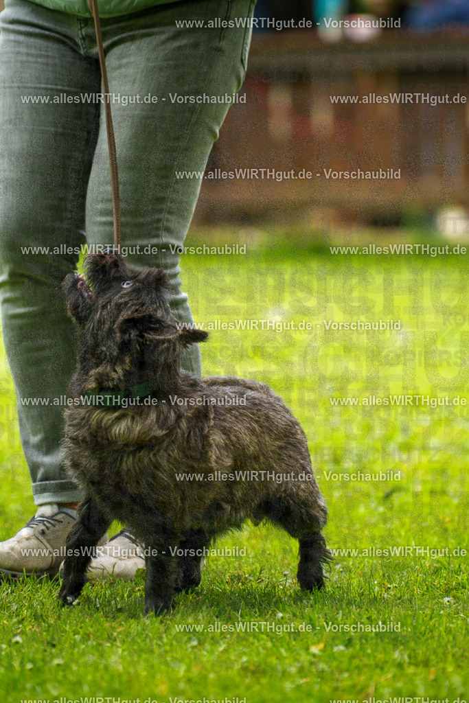 @allesWIRTHgut_Tierfotografie - www.allesWIRTHgut.de - 130246-7R509731 | Professionelle Tierfotografie in Mönchengladbach von Daniel Wirth (allesWIRTHgut). Liebevolle & natürliche Bilder von Hunden & Katzen für unvergessliche Erinnerungen.