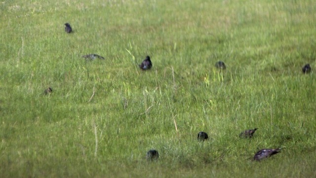 Stare sind gesellig | Verkauf von Fotos und  Videoclips zumThema Natur.Motive sind Pflanzen, Tiere, Landschaftenund Wetter
