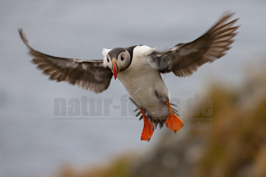 R5NF2805-20230719 | Der Papageitaucher – auch Papageientaucher oder Puffin genannt – ist eine Vogelart aus der Familie der Alkenvögel. Die Art brütet in Erdhöhlen an und auf Klippen oder an deren Fuß im Nordatlantik sowie im westlichen Nordpolarmeer. - Realisiert mit Pictrs.com