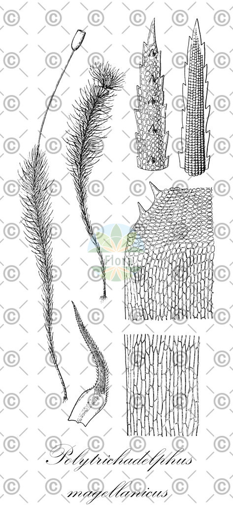 HistAbb_wfo-4000030856_1_ENZY_Simple | Historische Abbildung von Polytrichadelphus magellanicus - Polytrichaceae | Historical Illustration of Polytrichadelphus magellanicus - Polytrichaceae