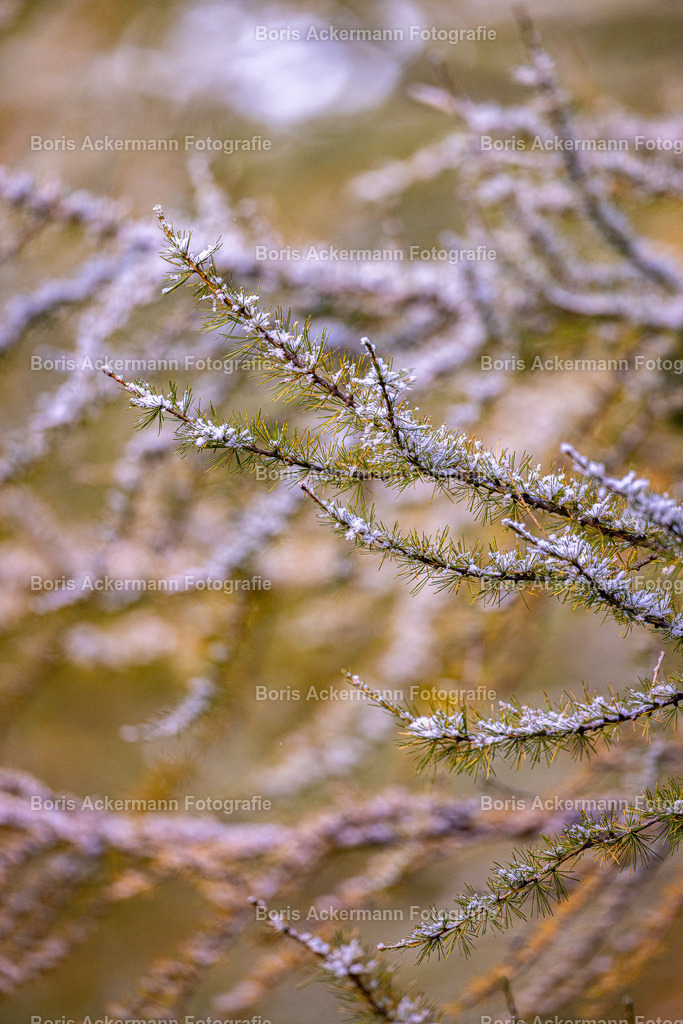 der Winter ist da | Wenn der erste Schnee fällt und der Wald in den Winterschlaf fällt..... 