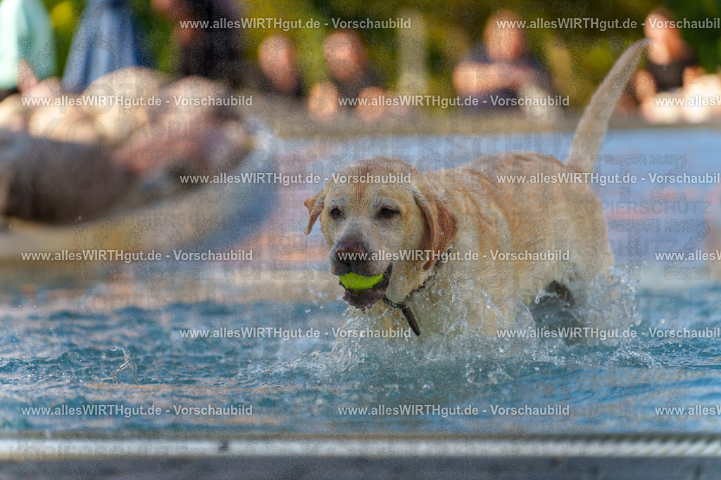 Hundeschwimmen_Grefrath_2026-allesWIRTHgut_Tierfotografie-13_47-7R508546 | Professionelle Tierfotografie in Mönchengladbach von Daniel Wirth (allesWIRTHgut). Liebevolle & natürliche Bilder von Hunden & Katzen für unvergessliche Erinnerungen.