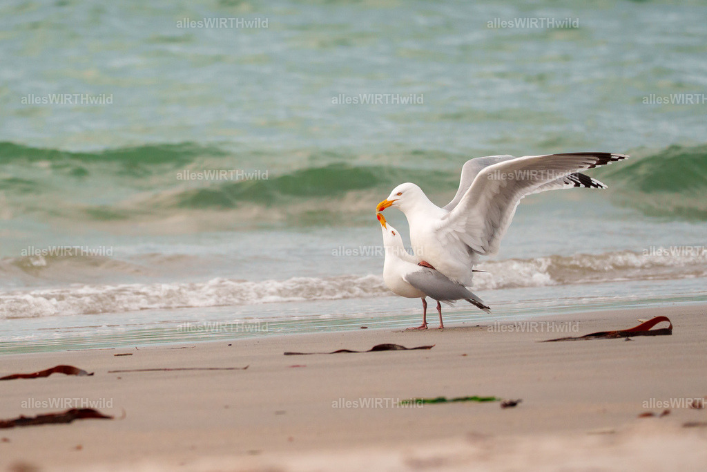 allesWIRTHwild.de - 7IV09572 | Entdecke die faszinierende Welt der Natur- und Wildlife-Fotografie von Daniel und Bärbel. Inspirierende Bilder von wilden Tieren und kleinen Naturwundern.