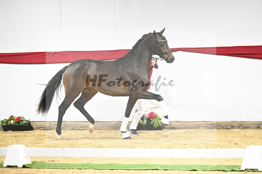 Kat-Nr. 5 v. Viva Gold_Blue Hors_63220113 | hf-fotografie - Realizzato con Pictrs.com