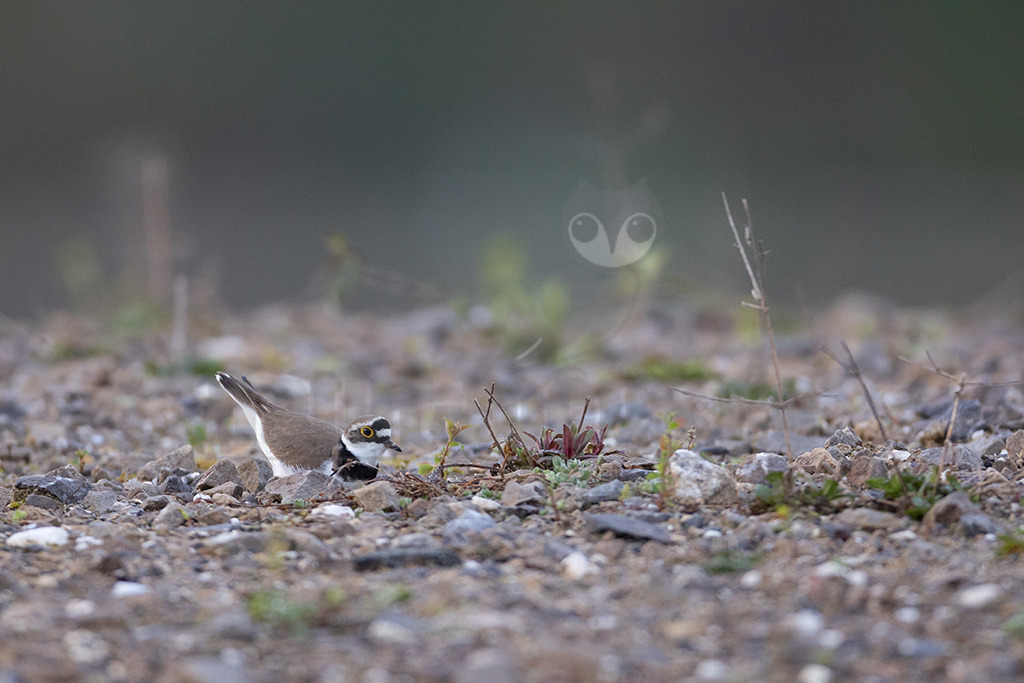 20220413070558-2 | Der Flussregenpfeifer (Charadrius dubius) ist eine Vogelart aus der Familie der Regenpfeifer (Charadriidae). In Mitteleuropa ist der Flussregenpfeifer ein verbreiteter, aber wenig häufiger Brut- und Sommervogel. Während der Zugzeiten ist er verhältnismäßig häufig als Durchzügler und Rastvogel zu beobachten. - Realisiert mit Pictrs.com
