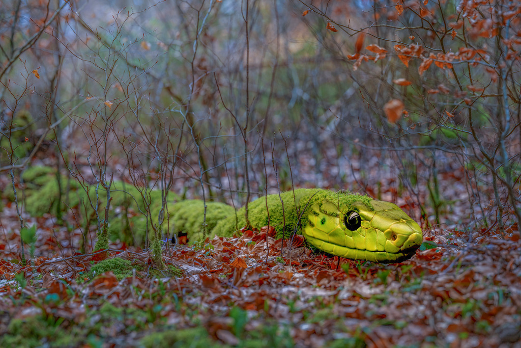 Seltener Waldbewohner | Wenn die letzten Schneereste dahinschmelzen, das Herbstlaub des vergangenen Jahres in sich zusammenfällt, die Tage endlich länger werden, dann kommt langsam der Frühling. Die Natur er-wacht zu neuem Leben, ein weiterer Zyklus beginnt.Macht man nun einen Spaziergang durch den wieder erwachenden Wald, kann man ihr begegnen. Allerdings muss man die Augen offen halten, denn sie ist sehr scheu. Noch dazu ist sie äußerst gut darin, sich zu tarnen oder gar zu verwandeln. Meist liegt sie ganz unscheinbar etwas abseits des Weges. Schaut man nur kurz in den Wald hinein, sieht man höchstens einen heruntergefallenen, moosbewachsenen Ast. Dieser ist für Spaziergänger nicht sonderlich interessant oder attraktiv. So bleibt sie meist unentdeckt. - Realisiert mit Pictrs.com