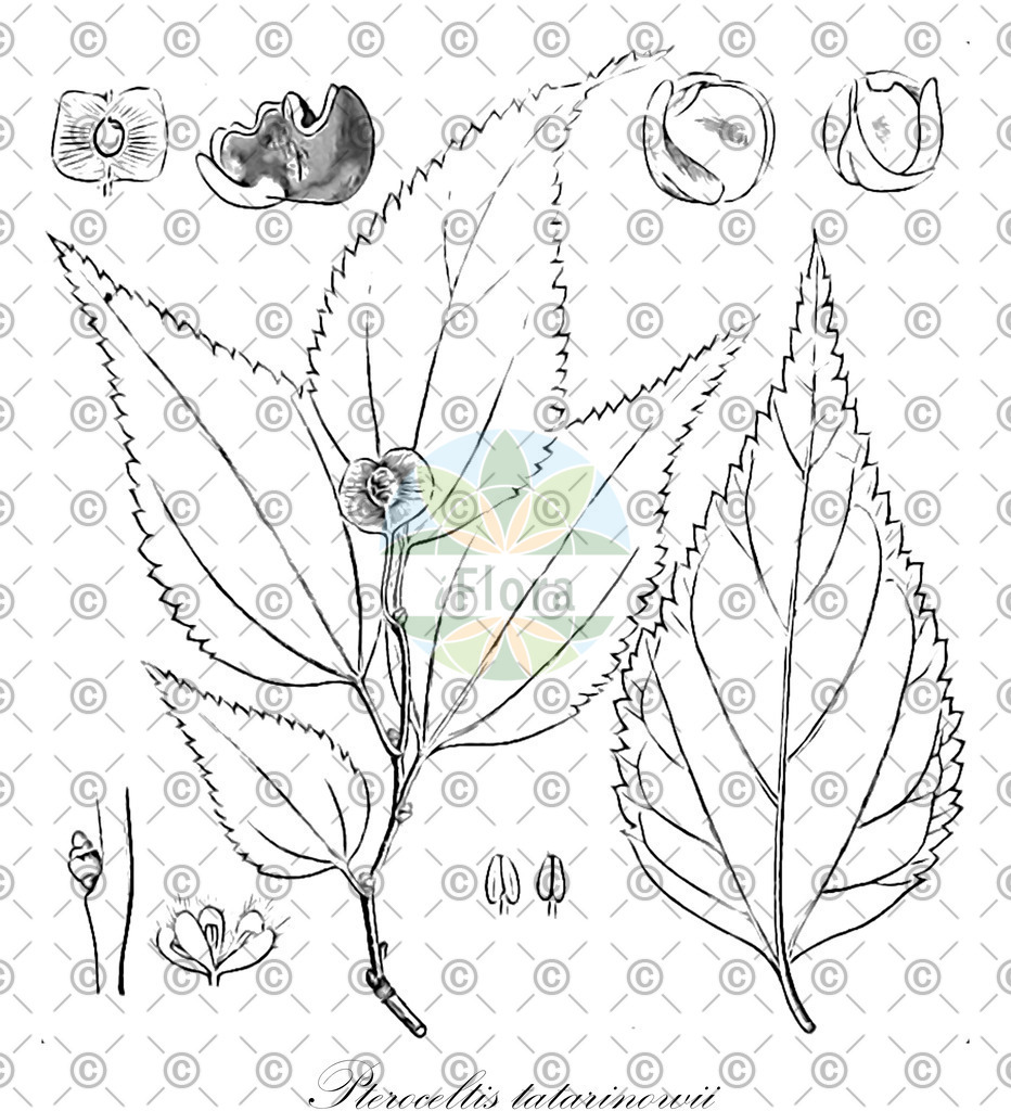 HistAbb_wfo-0000288351_1_ENZY_Simple | Historische Abbildung von Pteroceltis tatarinowii - Cannabaceae | Historical Illustration of Pteroceltis tatarinowii - Cannabaceae