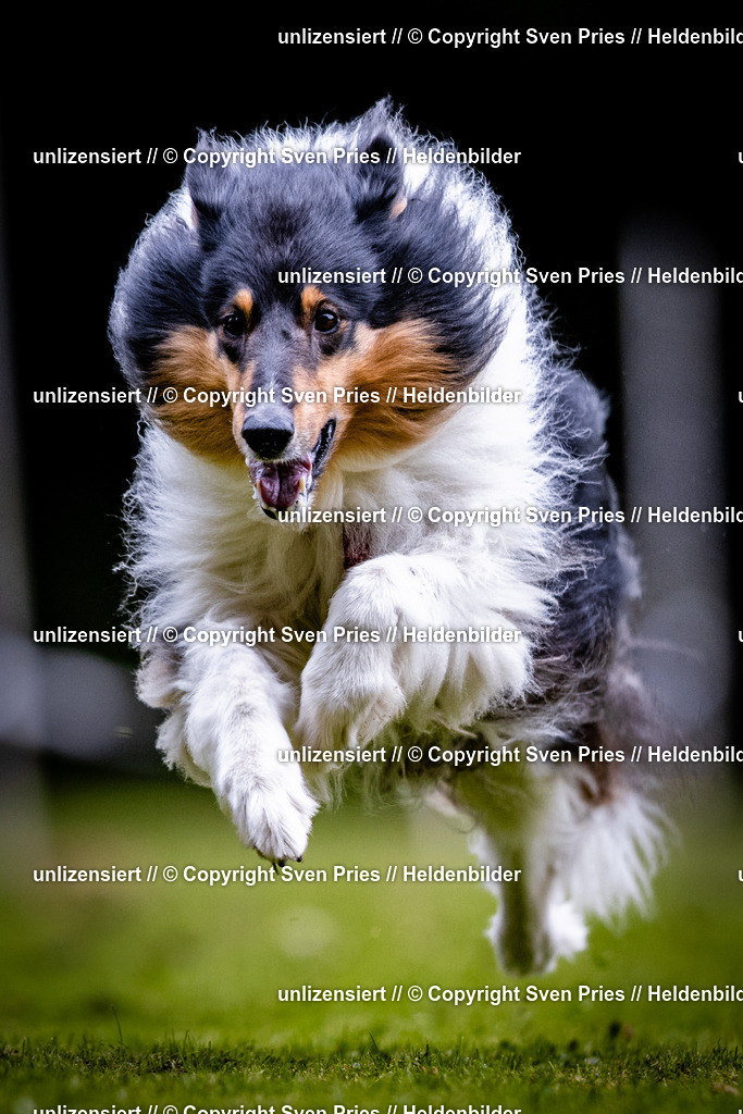Sven Pries | 2025-10-03 - Hunderennen Obergrombach - Realisiert mit Pictrs.com