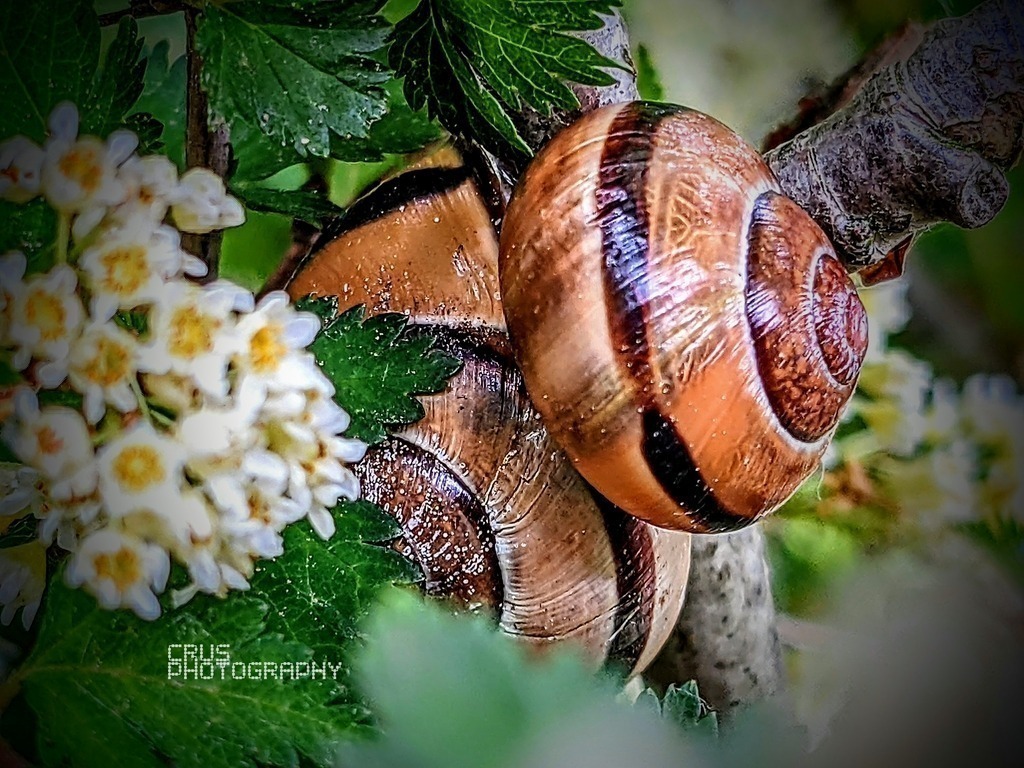 Photo_1654787300381 | crus-photography