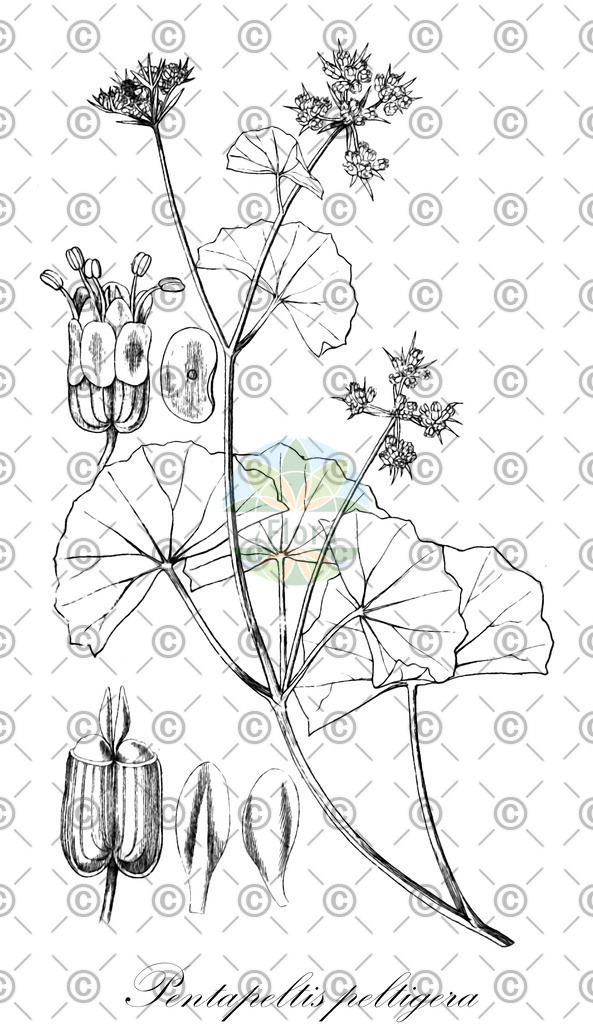HistAbb_wfo-0000476060_2_ENZY_Simple | Historische Abbildung von Pentapeltis peltigera - Apiaceae | Historical Illustration of Pentapeltis peltigera - Apiaceae