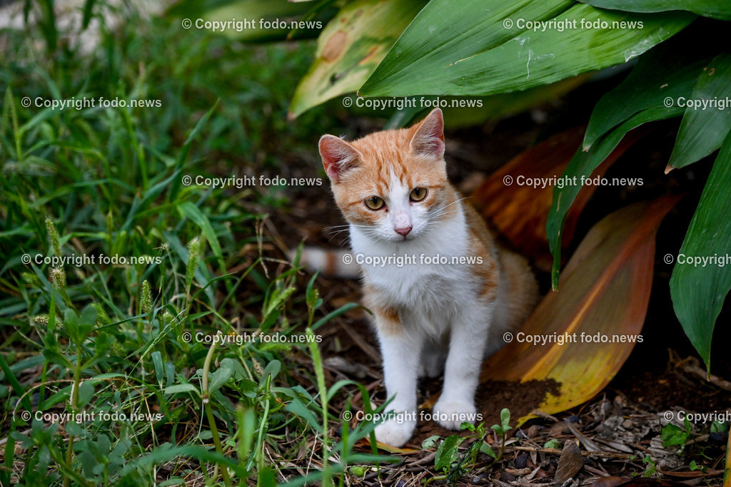 Katze_ Katzen_ 16.10.2024-10 | 16.10.2024, Linz, AUT, Haustier, Katzen, im Bild Haustier, Katze, Katzen, Kater, Stubentiger, Babykatze, Mietze, Fellnase, Tierfotografie, Heimtier