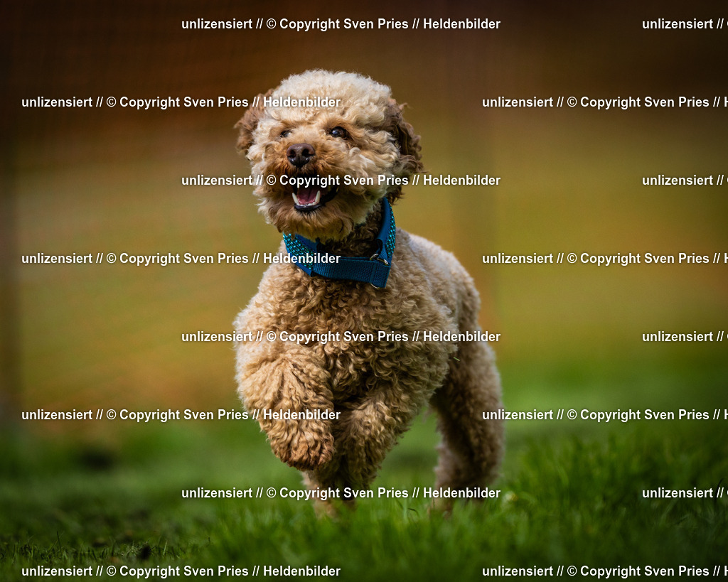 Sven Pries | 2025-04-13 - Hunderennen Baden-Baden - Realisiert mit Pictrs.com