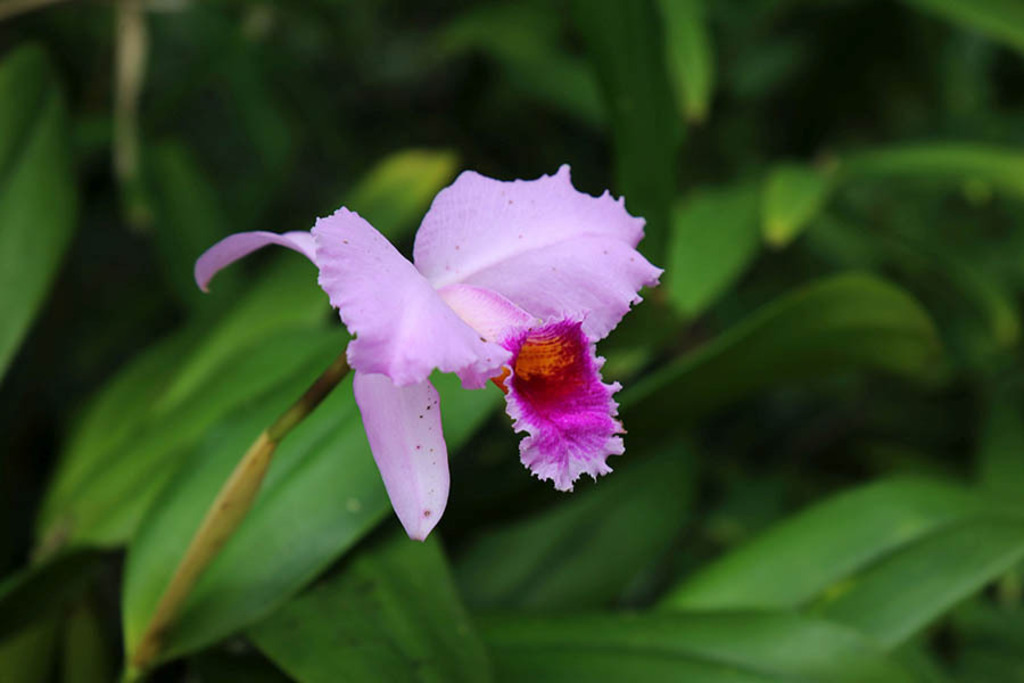Orchideenschau im Botanischen Garten der Universität Leipzig | Entdecke über 20 Kategorien Leipzig-Motive: Foto-Downloads, hochwertige Poster, Leinwand- & Fine-Art-Prints. Jetzt Lieblingsfoto im Bildlexikon Leipzig Shop bestellen!
