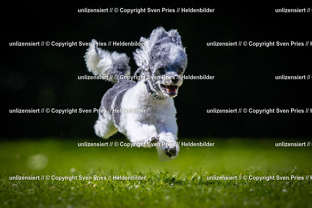 Sven Pries | 2025-08-10 - Hunderennen Durlach - Realisiert mit Pictrs.com