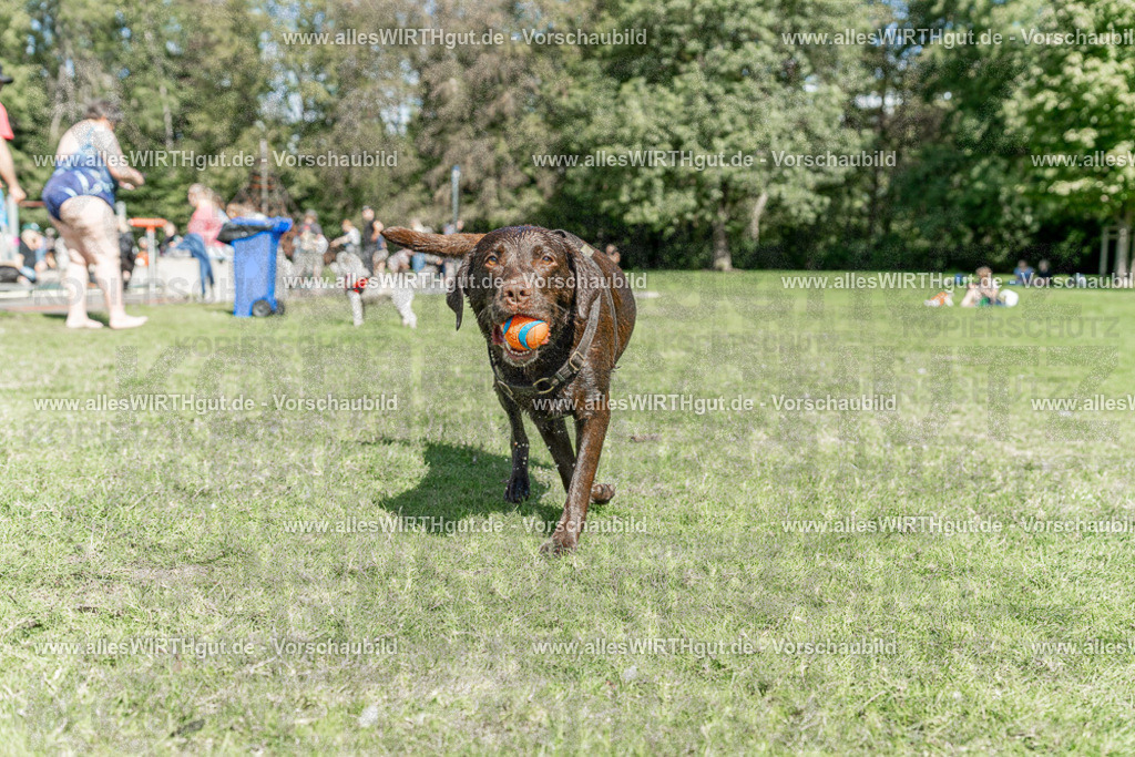Hundeschwimmen_Volksbad_2026-allesWIRTHgut_Tierfotografie-2609061312-7R500614 | Professionelle Tierfotografie in Mönchengladbach von Daniel Wirth (allesWIRTHgut). Liebevolle & natürliche Bilder von Hunden & Katzen für unvergessliche Erinnerungen.
