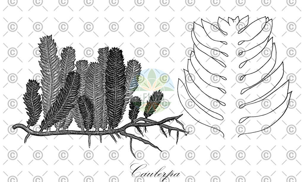 HistAbb_3JP8_8_ENZY_Simple | Historische Abbildung von Caulerpa - Caulerpaceae (0) | Historical Illustration of Caulerpa - Caulerpaceae (0)