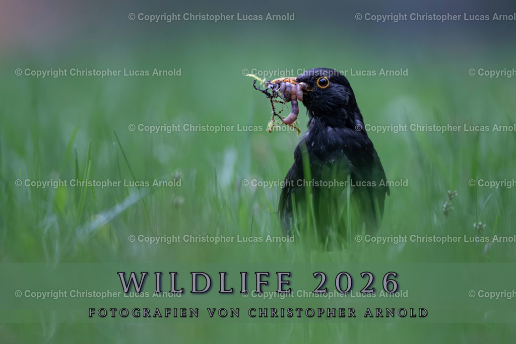 00 - Titelbild | bildkomponist - Realisiert mit Pictrs.com