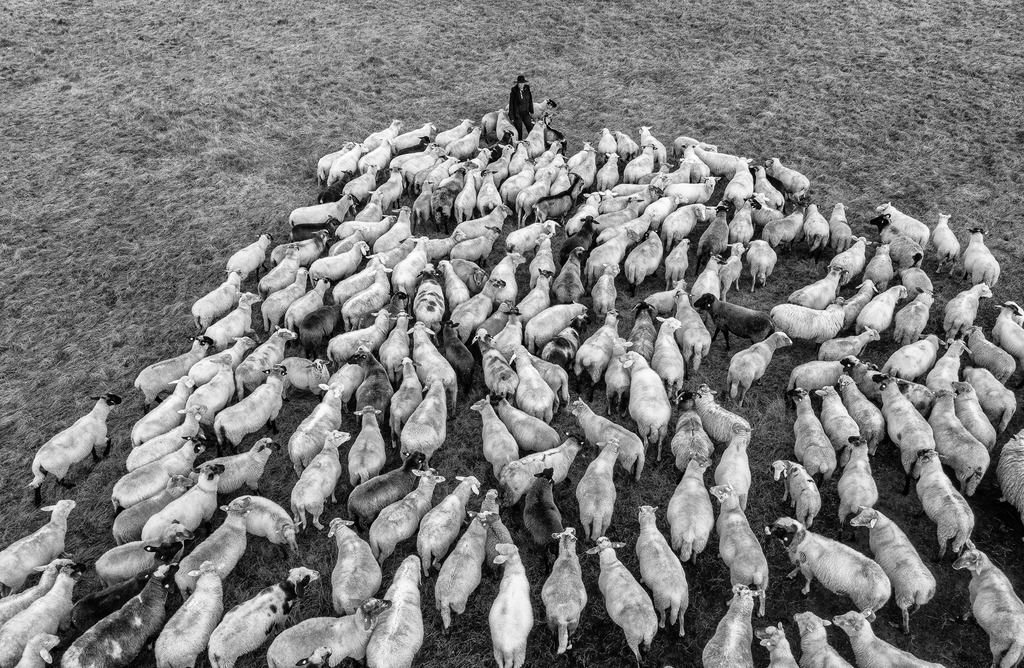 wanderschaefereien-schleswig-holstein-059 | Die hohe Kunst der Wanderschäferei: In der Barker Heide im Kreis Segeberg, dem ältesten Naturschutzgebiet Schleswig-Holsteins, formiert Birgit Voigtländer ihre Herde mit nur wenigen Handbewegungen und Rufen. - Realisiert mit Pictrs.com