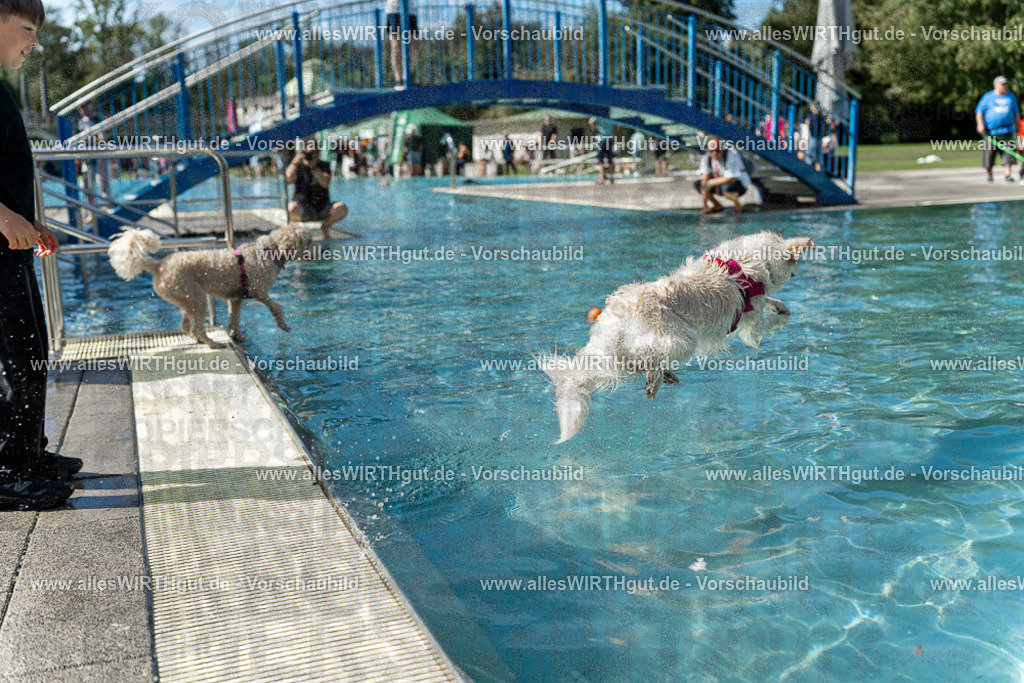 Hundeschwimmen_Volksbad_2026-allesWIRTHgut_Tierfotografie-2609061215-112531-7R509975 | Professionelle Tierfotografie in Mönchengladbach von Daniel Wirth (allesWIRTHgut). Liebevolle & natürliche Bilder von Hunden & Katzen für unvergessliche Erinnerungen.
