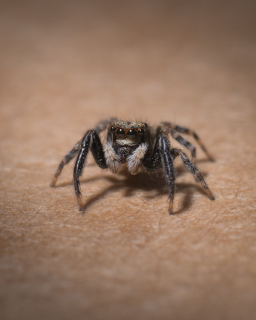 Springspinne auf einer Buchseite | Ich bin Fotograf aus Neuburg an der Donau und spezialisiere mich auf Wildlife-Fotografie, Landschaftsaufnahmen und Portraits.Ob Hochzeit, Familienbilder oder Naturaufnahmen – ich fange echte Momente ein, die bleiben. 