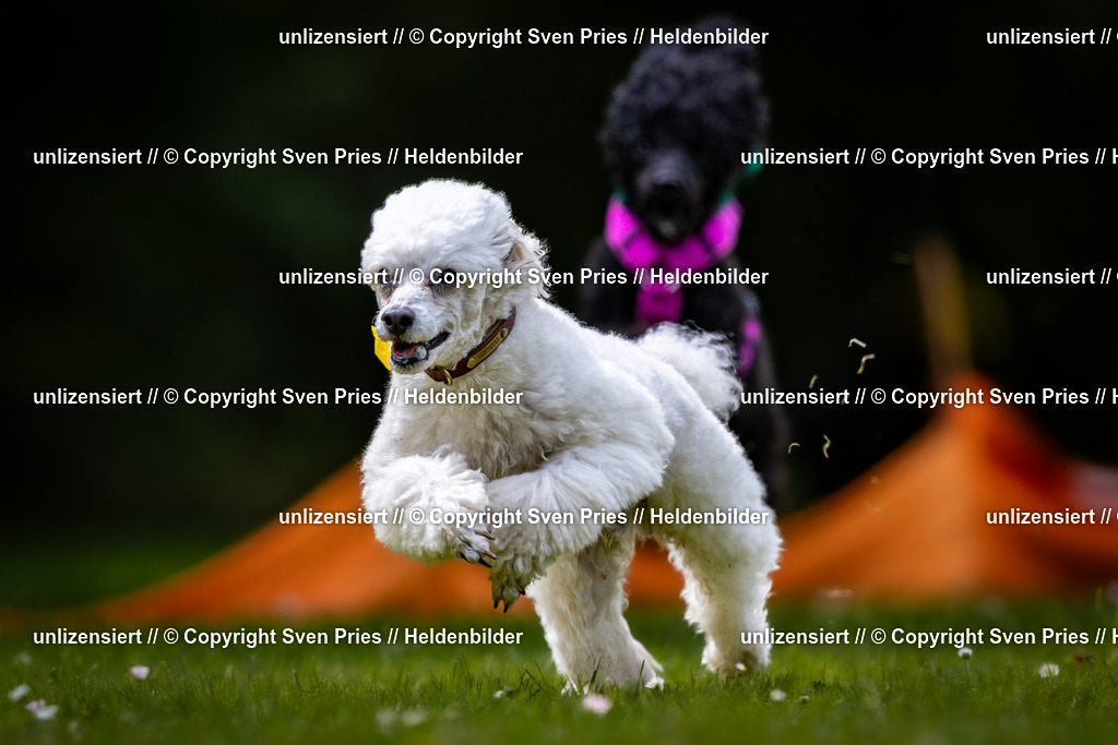 Sven Pries | 2026-05-14 - Hunderennen KA Durlach Vatertag 2026 - Realisiert mit Pictrs.com