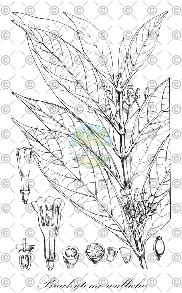 HistAbb_3CMN_1_ENZY_Simple | Historische Abbildung von Brachytome wallichii - Rubiaceae | Historical Illustration of Brachytome wallichii - Rubiaceae