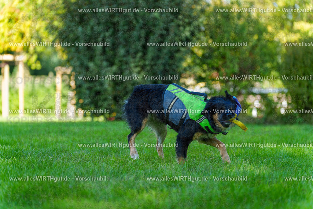 Hundeschwimmen_Grefrath_2026-allesWIRTHgut_Tierfotografie-13_52-7R508621 | Professionelle Tierfotografie in Mönchengladbach von Daniel Wirth (allesWIRTHgut). Liebevolle & natürliche Bilder von Hunden & Katzen für unvergessliche Erinnerungen.