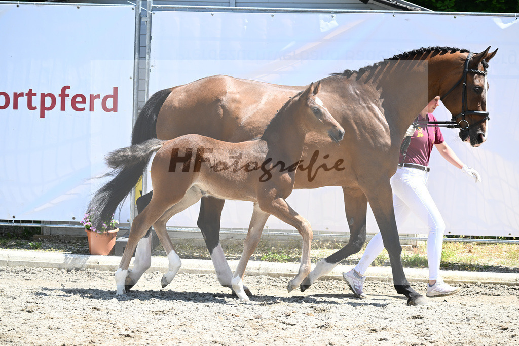 Kat-Nr. 36 SF Dallas VDL_Eckerlin_12230861 | hf-fotografie - Realizzato con Pictrs.com