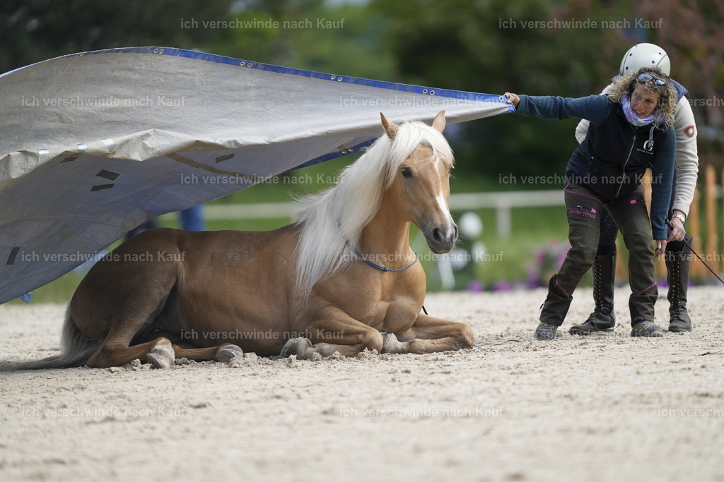 PI26_Show_Stoibphotography_A749292.JPG | working equitationturnier fotograf videograf stoibphotography marixx film working equitation deutschland reitsport turnierfotografie eventfotografie equestrian events