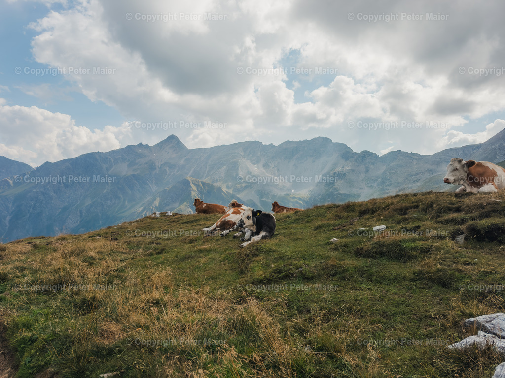 Vorderer_Geißelkopf-240 | piet_flosse