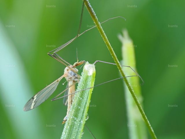 Wiesenschnake (Tipula paludosa) | Die Wiesenschnake (Tipula paludosa), auch Sumpfschnake genannt, ist eine 16–25 mm große, langbeinige Schnake aus der Familie der Tipulidae. Sie fliegt vor allem im Spätsommer und ihre Larven leben im Boden von Wiesen und Rasen.
 –  – 
The Marsh Crane Fly (Tipula paludosa) is a 16–25 mm long-legged crane fly from the family Tipulidae. It mainly flies in late summer and its larvae live in the soil of meadows and lawns. - Realisiert mit Pictrs.com