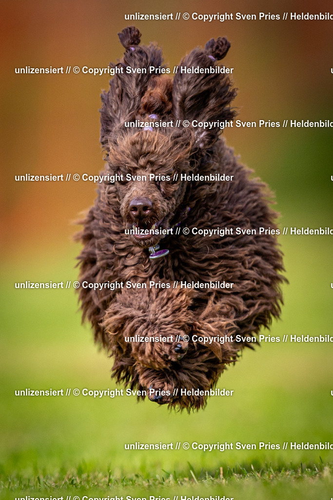 Sven Pries | 2024-09-22 - Hunderennen Baden-BadenPudelverein - Realisiert mit Pictrs.com