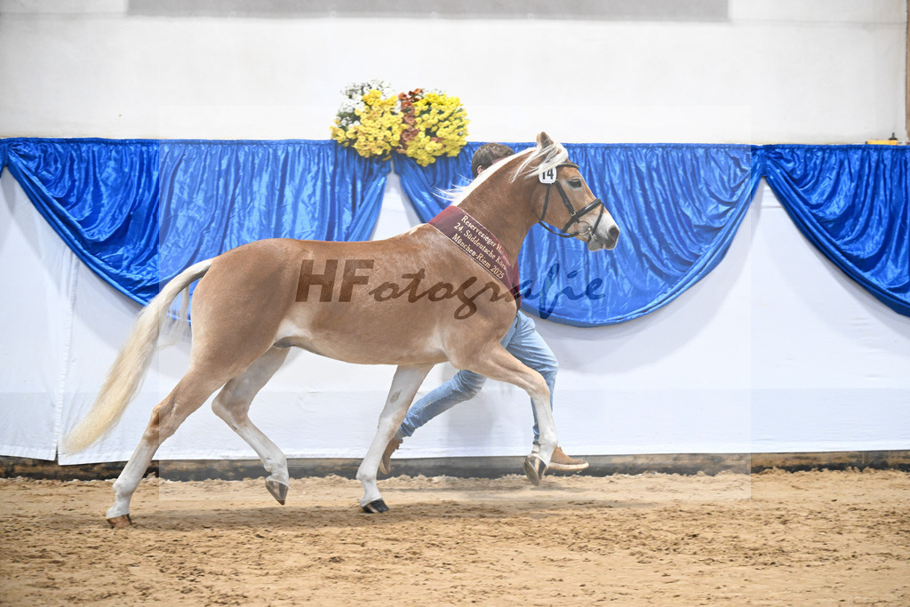 Kat-Nr. 14 Stefano Amore v. Steingold_Bachmann_48251781 | hf-fotografie - Realisiert mit Pictrs.com