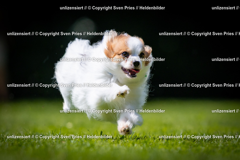 Sven Pries | 2025-08-10 - Hunderennen Durlach - Realisiert mit Pictrs.com