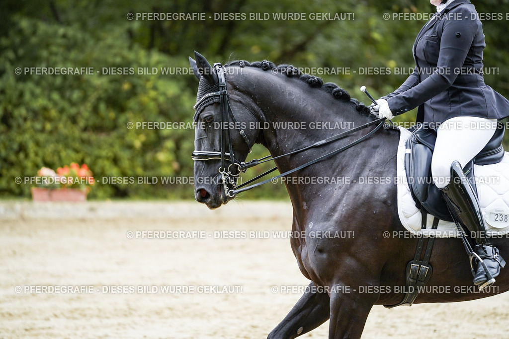 DSC09324 | Pferdegrafie