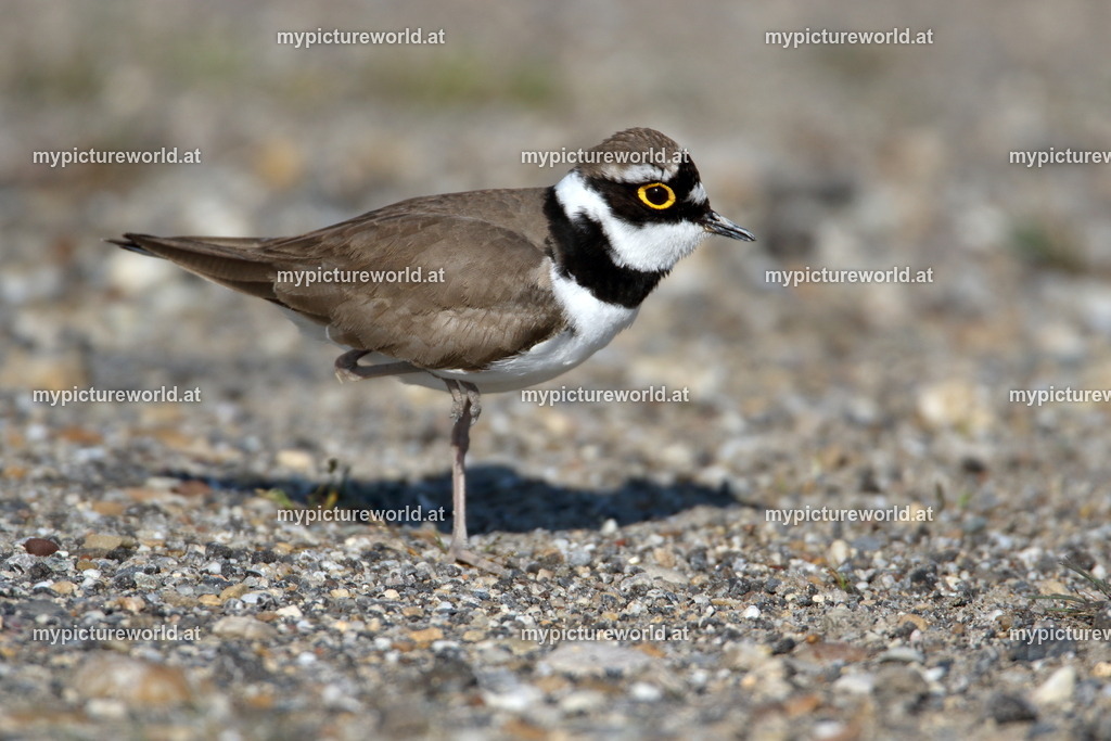 Flussregenpfeifer-118 | Das Bilderarchiv über Tiere, Planzen und Landschaften. In der Bilddatenbank finden Sie ein große Auswahl an hochwertigen Bilder für Ihre Werbung - Realisiert mit Pictrs.com