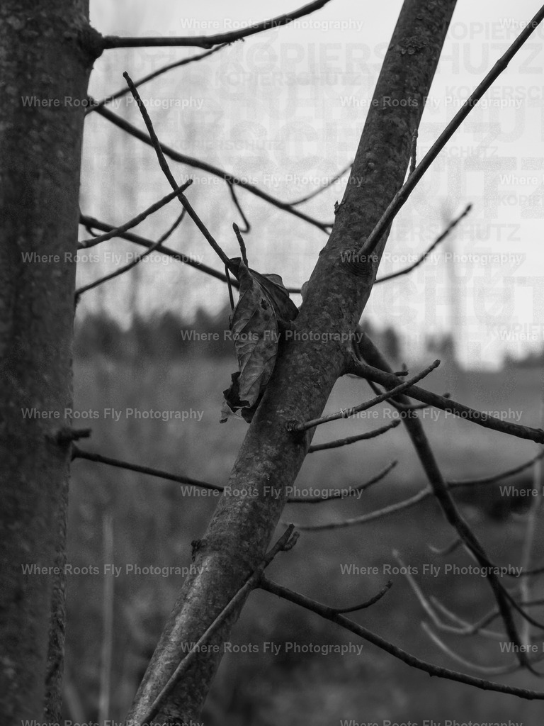 PSX_20230220_232519 | mtkfoto_ - Realisiert mit Pictrs.com