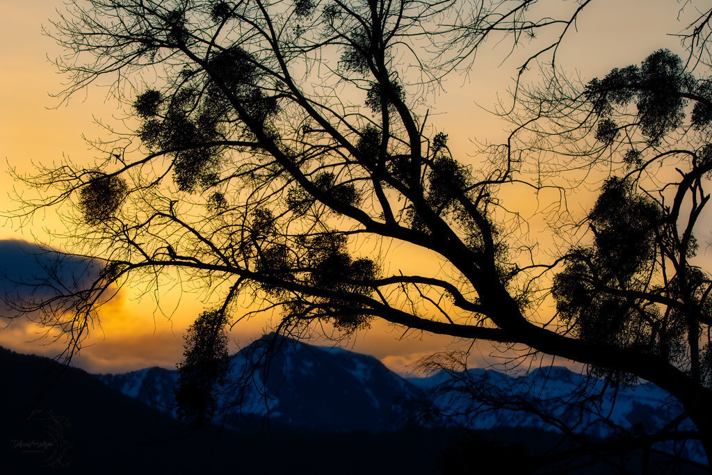 Sunrise | Sonnenaufgang beim Naturschutzgebiet Wichenstein - Oberriet SG - Realisiert mit Pictrs.com