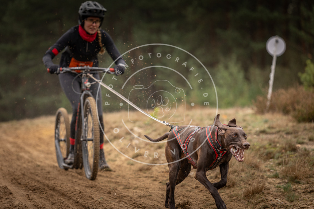 Pfotenfotografie_DV3A4723 | Hundefotografie, Tierfotograf, Pfotenfotografie, Fotoshooting Hund, Hunde Portrait, Hundesport, Hundeportraits, Heideshooting, Hunde, Sportfotograf, Hundefotograf, Turnierhundsport, THS,  - Realisiert mit Pictrs.com