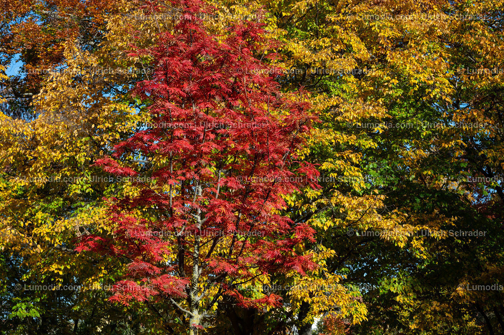 10049-13354 - Parkanlage in Halberstadt | Stockfoto und Bilderpool mit Bildmaterial aus Deutschland, dem Harz, Halberstadt, Quedlinburg, Wernigerode und weltweit. Qualitativ hochwertige und professionelle Fotos anschauen und kaufen. - Realisiert mit Pictrs.com