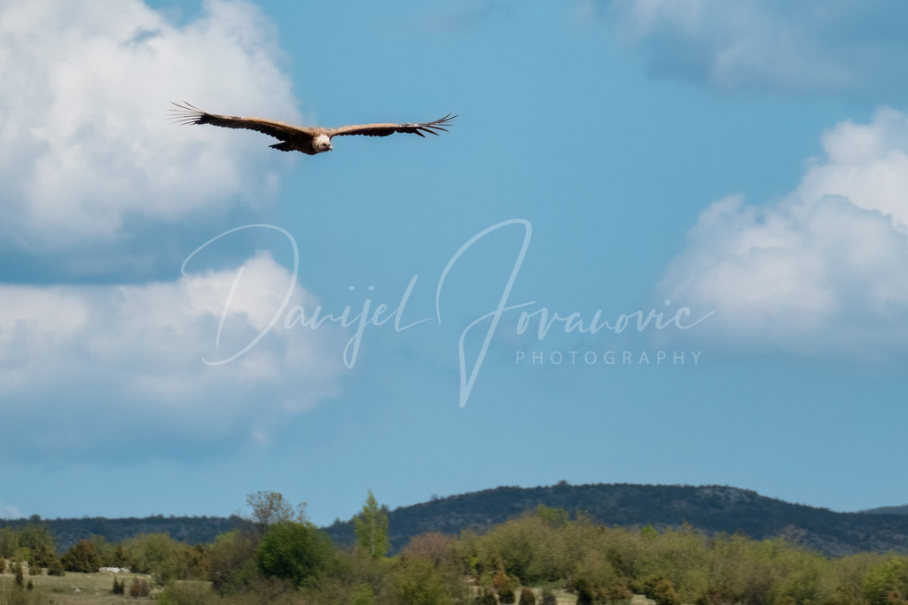 Gänsegeier | Weißkopf-Gänsegeier am Uvac Canyon