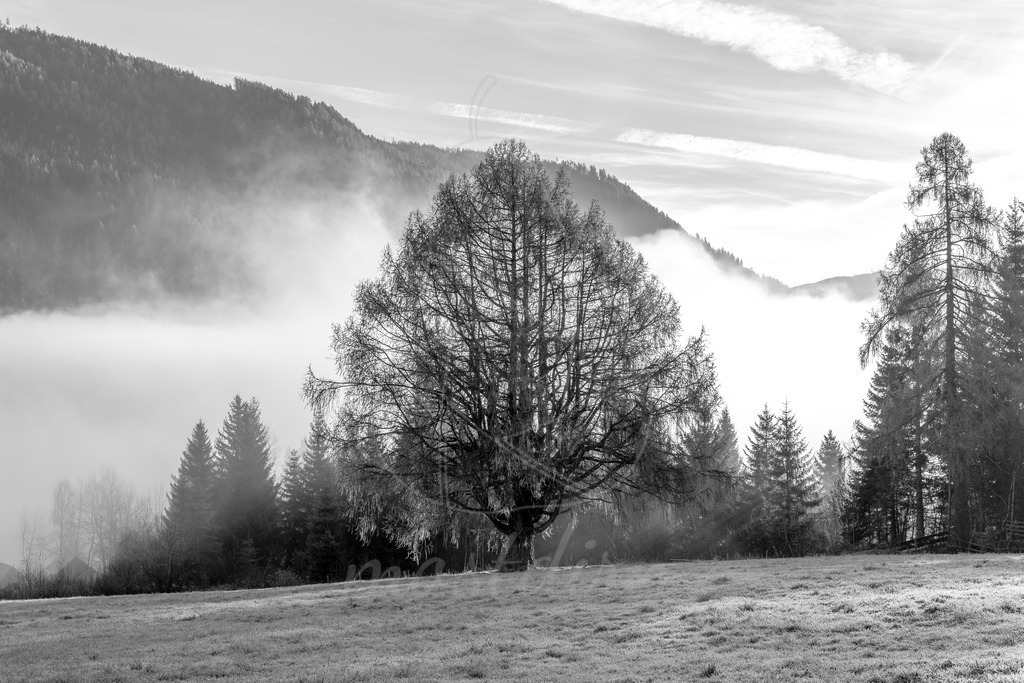 Thomatal_SW_Lungau_Mostdirn_Irmgard_Wieser_Wandbilderhsop-0967 | Ihre Fotografin im Lungau, ihre Fotografin im Mostviertel, Wandbilder Onlineshop, Imagefotos für Ihr Unternehmen,  - Realisiert mit Pictrs.com