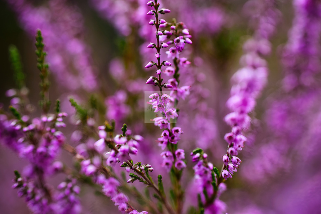 Makro - floral (60) | Buche Fotoshootings und entdecke hochwertige Fotoprodukte bei Mathias Ku Photos. Personalisiert, kreativ & mit Liebe zum Detail. Jetzt informieren! - Realisiert mit Pictrs.com